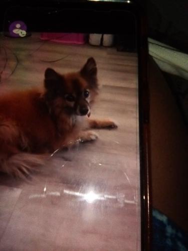 Lost Male Dog last seen Maryland parkway, Las Vegas, NV 89169
