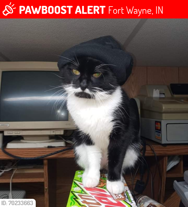 Lost Male Cat last seen New Haven , Fort Wayne, IN 46803