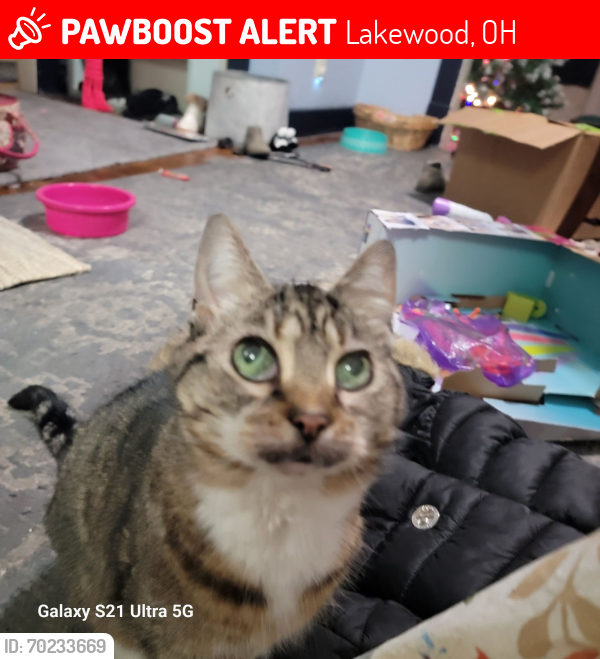 Lost Female Cat last seen Detroit Ave , Lakewood, OH 44107