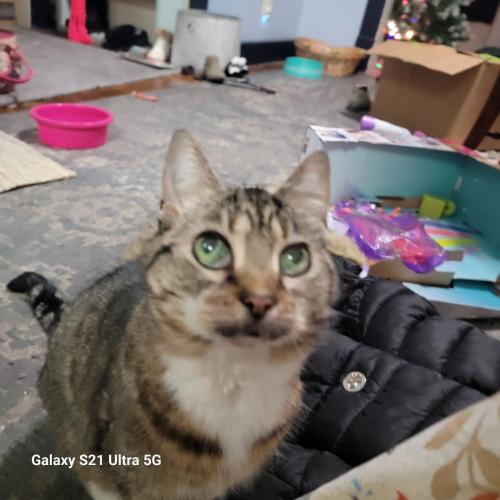 Lost Female Cat last seen Detroit Ave , Lakewood, OH 44107