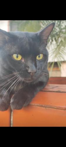 Lost Male Cat last seen Rua Visconde de Cayru , Campo Grande, SP 