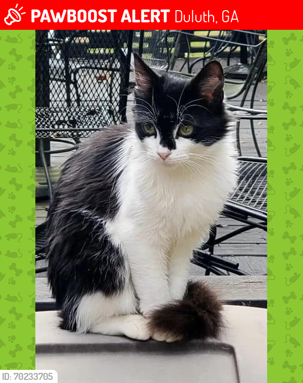 Lost Female Cat last seen Near Duluth Highway, Duluth, GA, 30096, Duluth, GA 30096