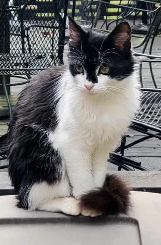 Lost Female Cat last seen Near Duluth Highway, Duluth, GA, 30096, Duluth, GA 30096