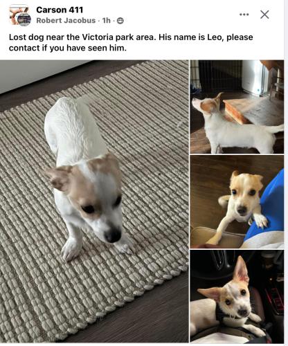 Lost Male Dog last seen Victoria park, Carson, CA 90746
