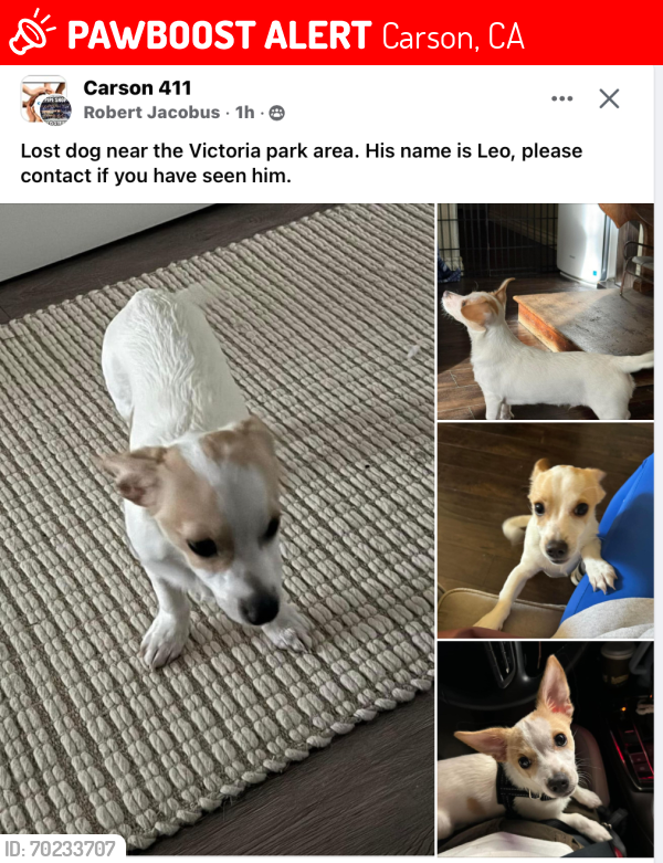Lost Male Dog last seen Victoria park, Carson, CA 90746