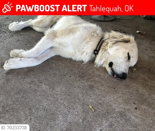 Lost Female Dog last seen Winsett Lane and N cedar, Tahlequah, OK 74464