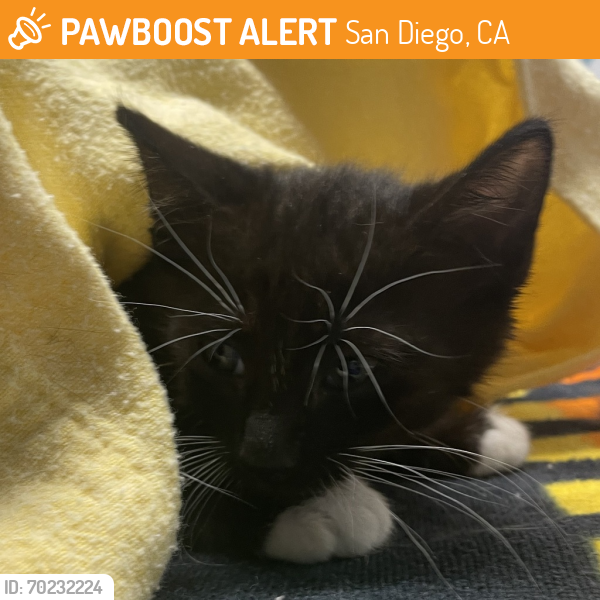 Shelter Stray Female Cat last seen Near Minneola Court, Escondido, CA, 92027, San Diego, CA 92110
