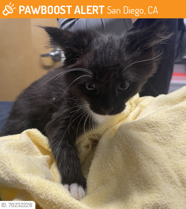 Shelter Stray Female Cat last seen Near Minneola Court, Escondido, CA, 92027, San Diego, CA 92110