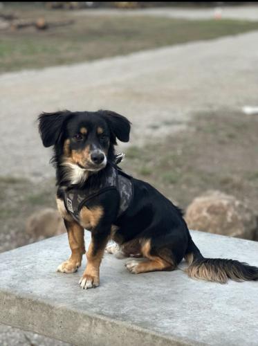 Lost Male Dog last seen Quarry park el Granada, California , El Granada, CA 94018