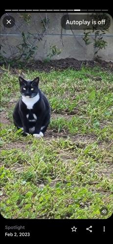Lost Male Cat last seen Adenmoor Ave & Candlewood, Lakewood, CA 90713