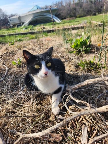 Lost Female Cat last seen English Mountain Trout Farm , Sevier County, TN 37876