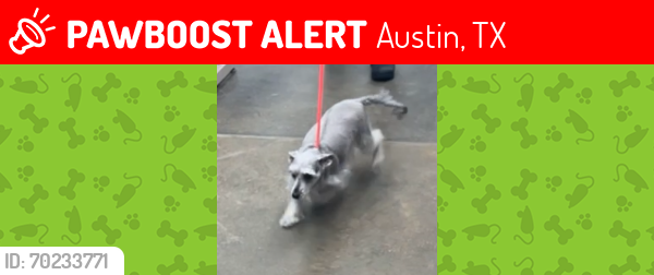 Lost Female Dog last seen Tamarron Blvd, Apricot Glen Dr, Austin, TX 78746