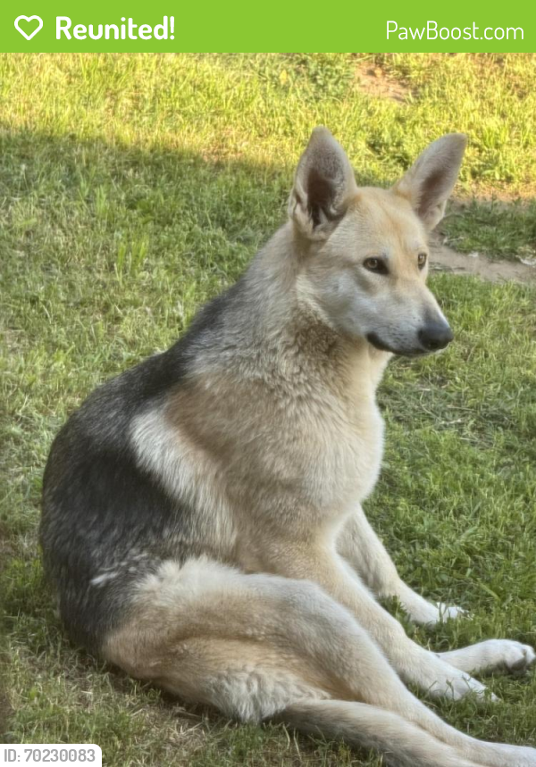 Reunited Female Dog last seen Cypress/Future, Los Angeles, CA 90065
