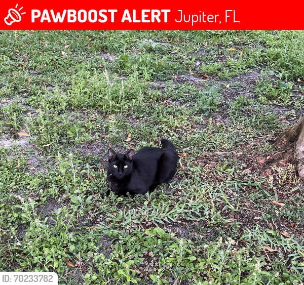 Lost Male Cat last seen Indiantown rd and 103rd terrace n , Jupiter, FL 33478