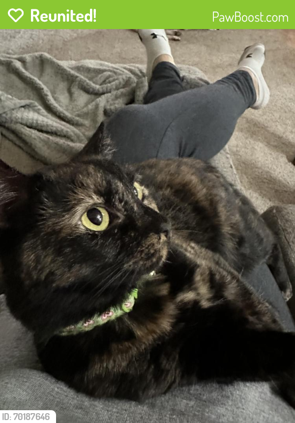 Reunited Female Cat last seen South side of West milton, West Milton, OH 45322