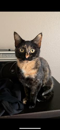 Lost Female Cat last seen Murphy Rd and Meadow Ln, Sachse, TX 75048