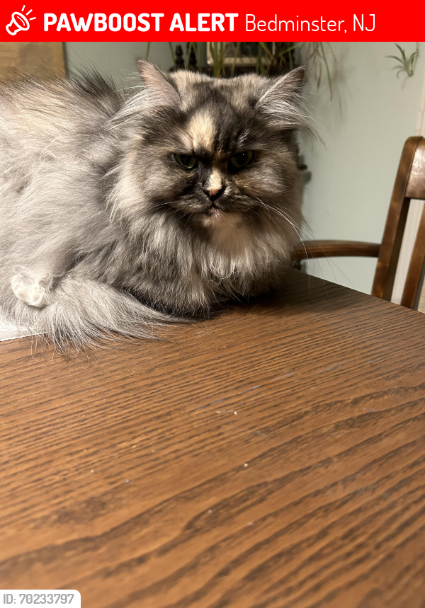 Lost Female Cat last seen Country club road, Bedminster, NJ 07921