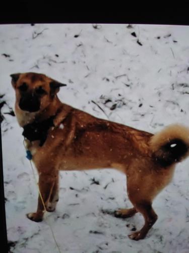 Lost Female Dog last seen Oakland, Arbutus, MD 21227