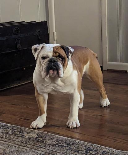 Lost Male Dog last seen Near laird rd , Round Top, TX 78954