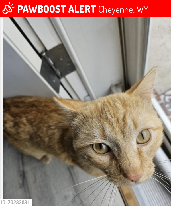 Lost Male Cat last seen Buffalo streets , Cheyenne, WY 82009