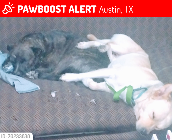 Lost Male Dog last seen Goodwill Burleson road , Austin, TX 78744