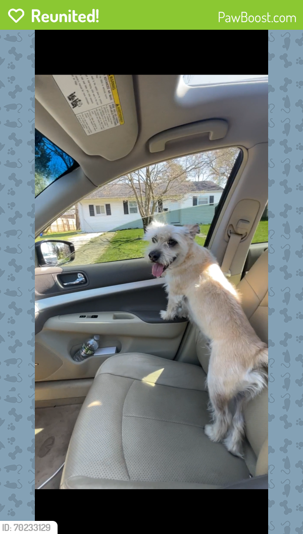 Reunited Male Dog last seen suffolk ave, pine air , Brentwood, NY 11717
