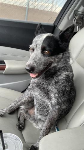 Lost Male Dog last seen Under and arenal, Albuquerque, NM 87121