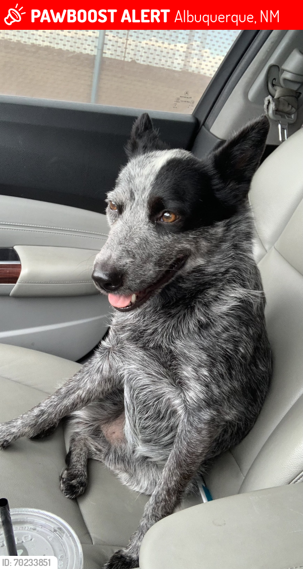 Lost Male Dog last seen Under and arenal, Albuquerque, NM 87121