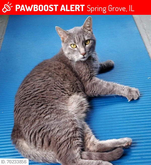 Lost Male Cat last seen Main St Rd, Spring Grove, IL 60081