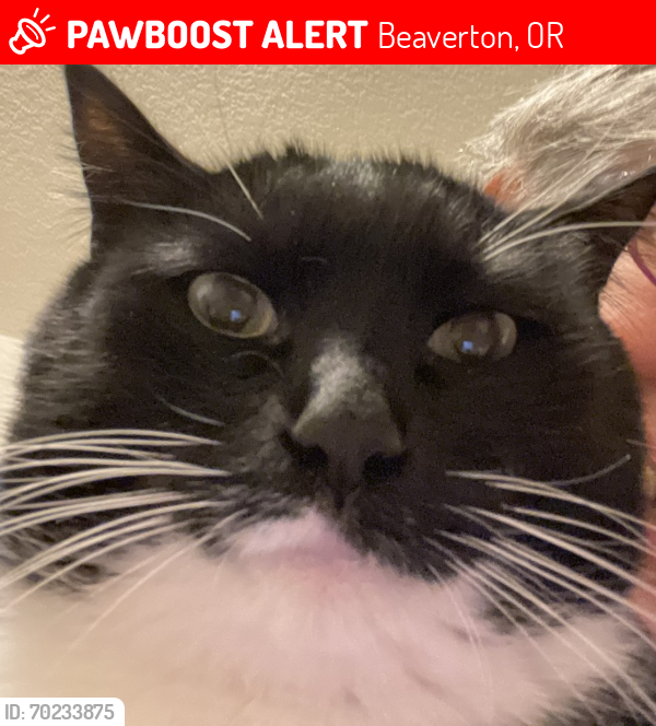 Lost Female Cat last seen Scholls Ferry Rd.  and Denny Rd., Beaverton, OR 97008