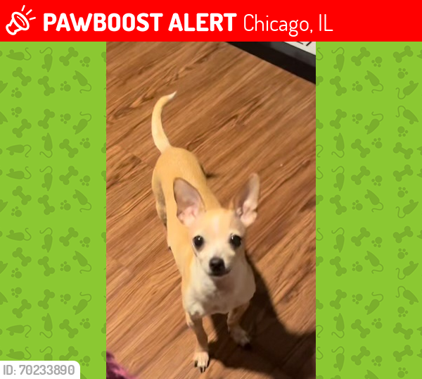 Lost Female Dog last seen Saint Louis and Augusta, Chicago, IL 60651