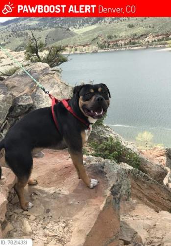 Lost Male Dog last seen Washington and east 68th, Denver, CO 80229