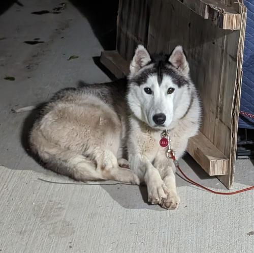 Found/Stray Male Dog last seen Glendale park, Dallas, TX 75216
