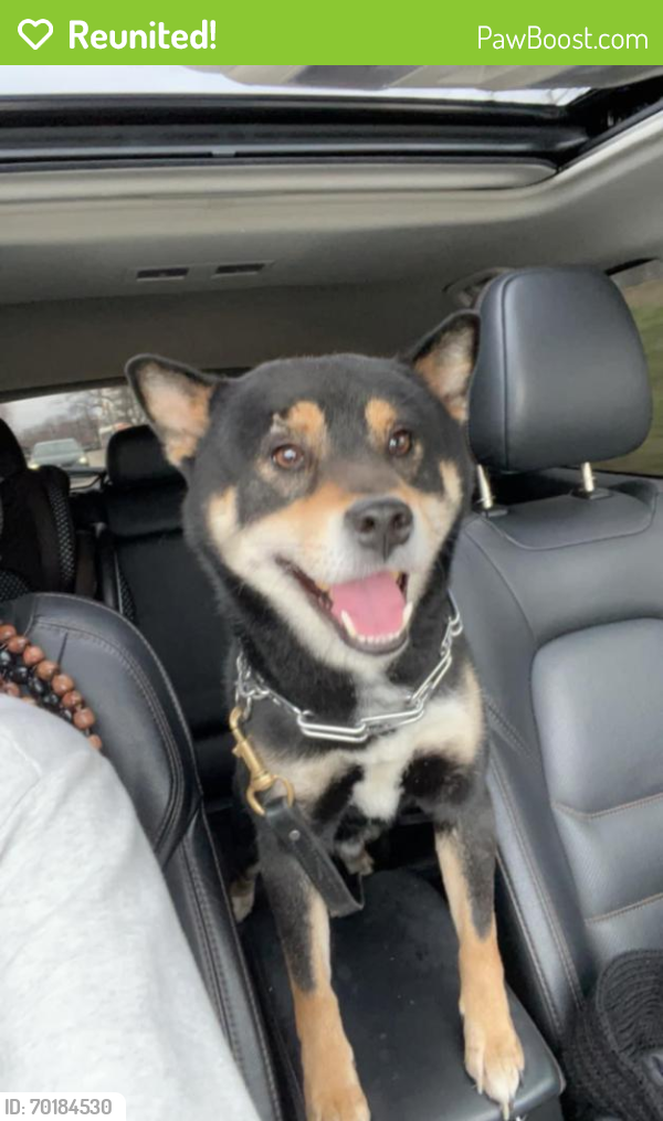Reunited Male Dog last seen 71st and Michigan Ave in Alley, Chicago, IL 60619