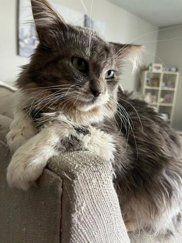 Lost Male Cat last seen 55th Ave and Acoma Drive , Glendale, AZ 85306