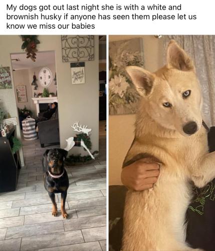 Lost Female Dog last seen East London Ave j and division , Los Angeles County, CA 93536