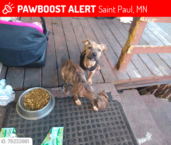 Lost Male Dog last seen Near Arlington Ave e , Saint Paul, MN 55130