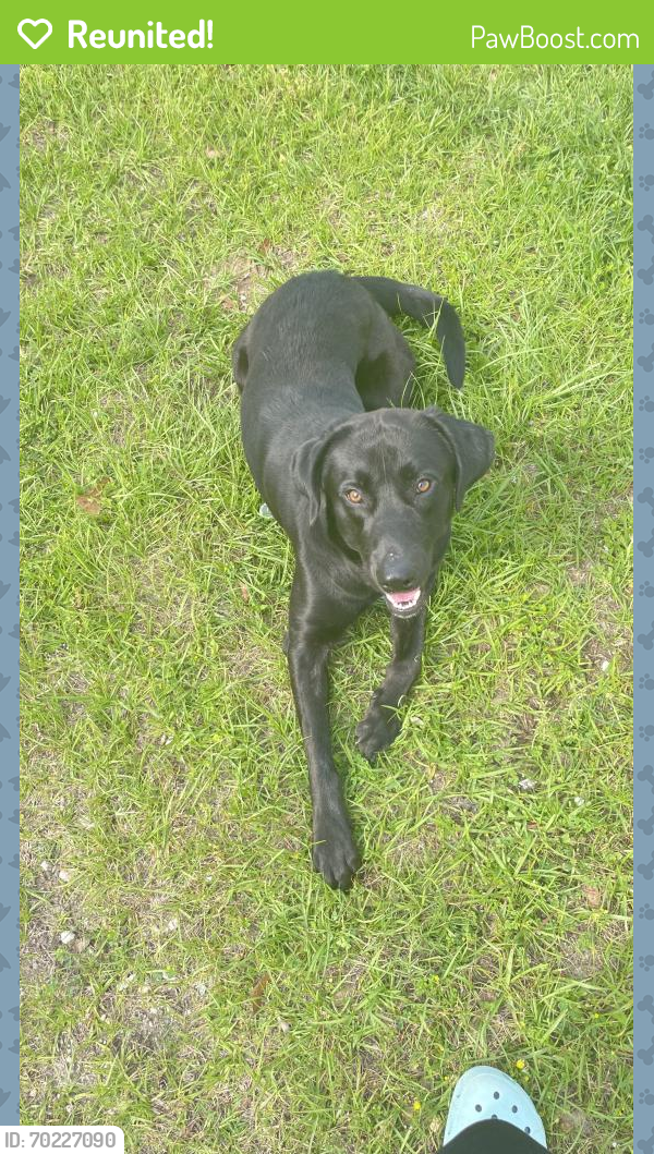 Reunited Male Dog last seen Near Lukeman Lane, Tallahassee, Fl, 32304, Tallahassee, FL 32304