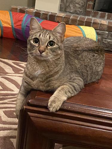 Lost Female Cat last seen Rockledge Drive and Hearthstone , Fayetteville, AR 72702