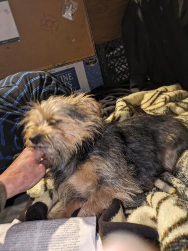 Lost Female Dog last seen Maverick Gas Station, Airway Heights, WA 99001