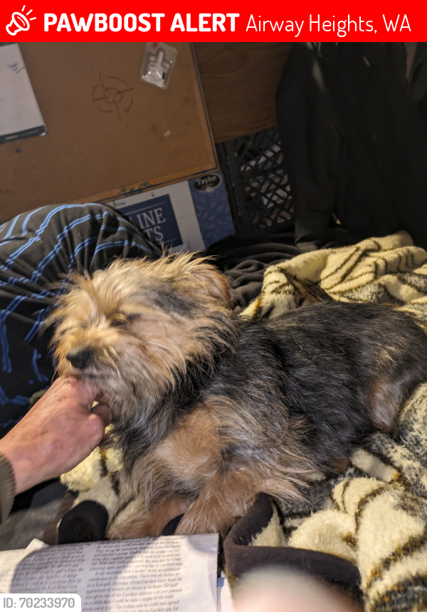 Lost Female Dog last seen Maverick Gas Station, Airway Heights, WA 99001