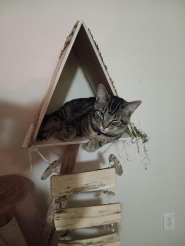 Lost Male Cat last seen Mapleview apmts , Zanesville, OH 43701