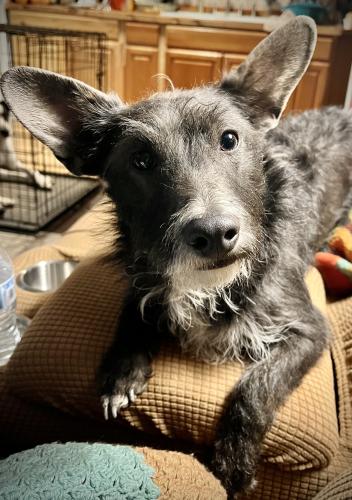 Lost Male Dog last seen 8th st sw and coal , Albuquerque, NM 87102