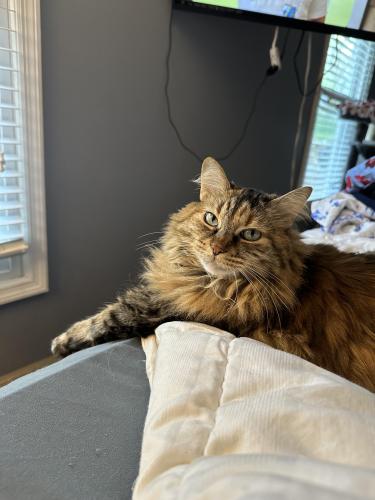 Lost Female Cat last seen Sulphur spring rd and big bend, Ballwin, MO 63021