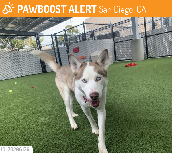 Shelter Stray Female Dog last seen Near J Street, San Diego, CA, 92102, San Diego, CA 92110