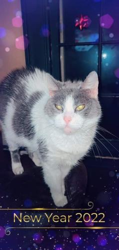 Lost Female Cat last seen Truesdale Rd/Hopkins Rd, Youngstown, OH 44511