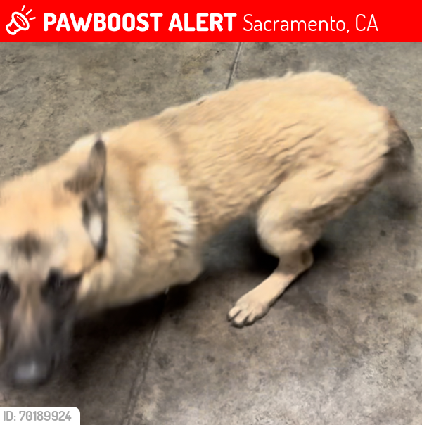Lost Male Dog last seen Fruitridge and 65th street , Sacramento, CA 95824