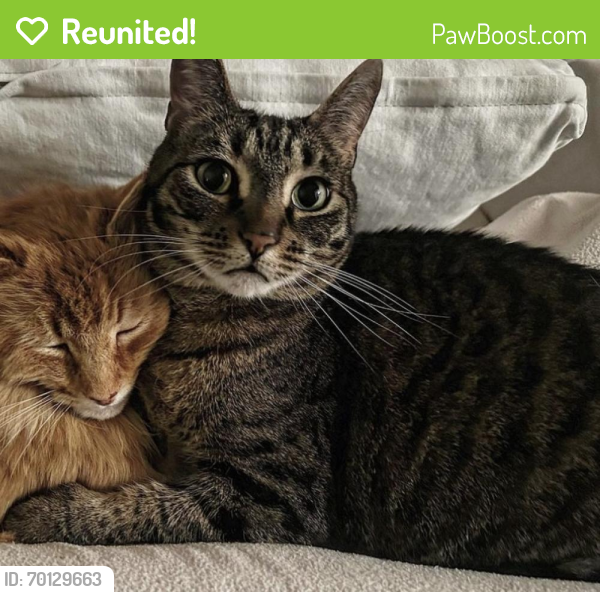 Reunited Female Cat last seen Bloomfield St and Springdale St, Athens, GA 30605