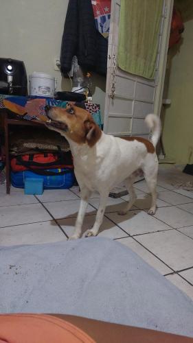 Lost Male Dog last seen Quitauna, Quitaúna, SP 