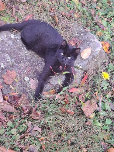 Lost Male Cat last seen Blackberry Inn Rd Weaverville, Nc, Buncombe County, NC 28787